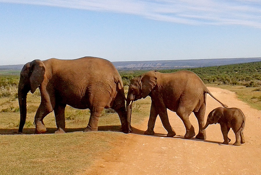 Elephant-Family- Safari