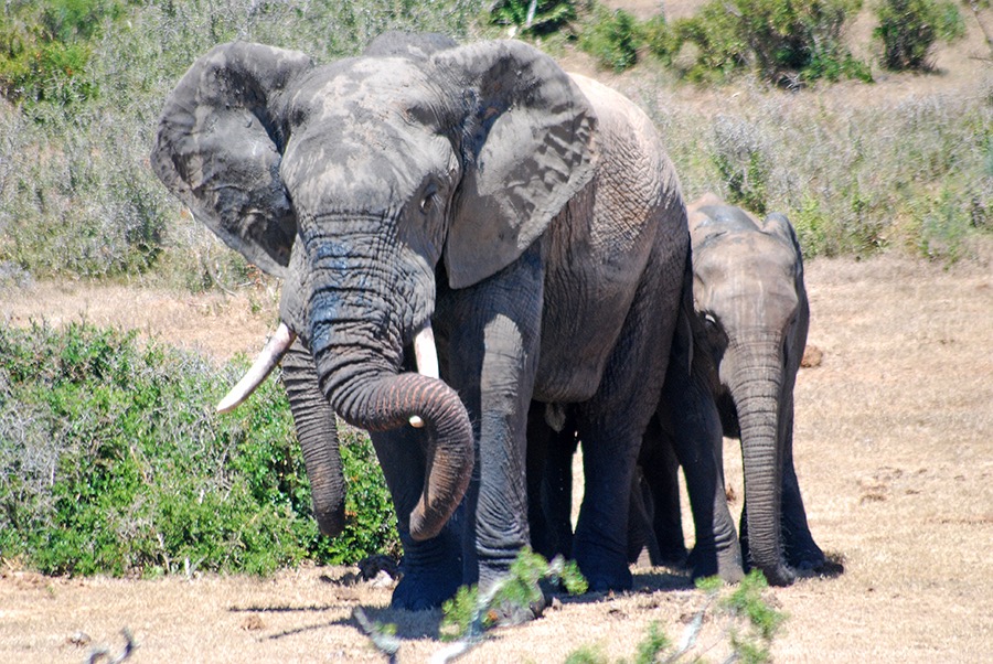 Elephant family group safari