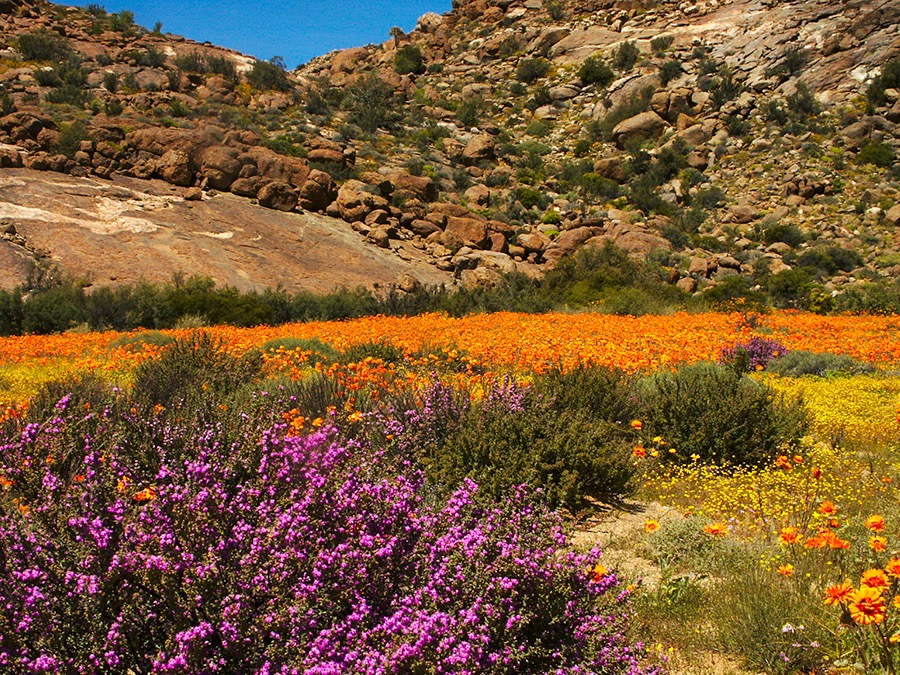 Namaqualand-Flowers