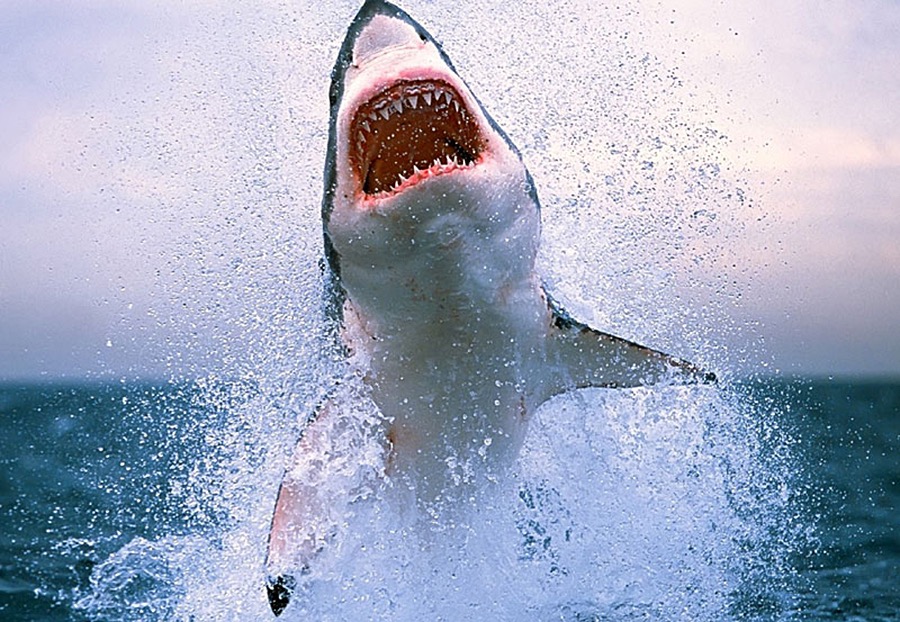 Face to face with a Great White Shark…