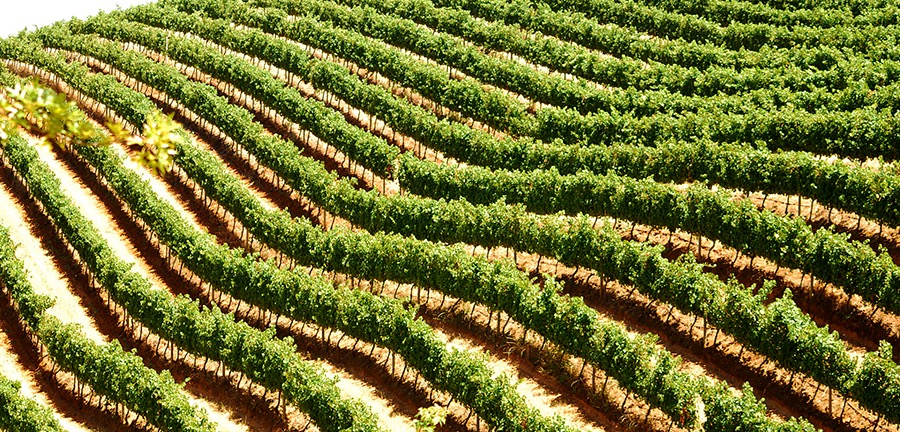 Vineyards in Sellenbosch Wine Tour